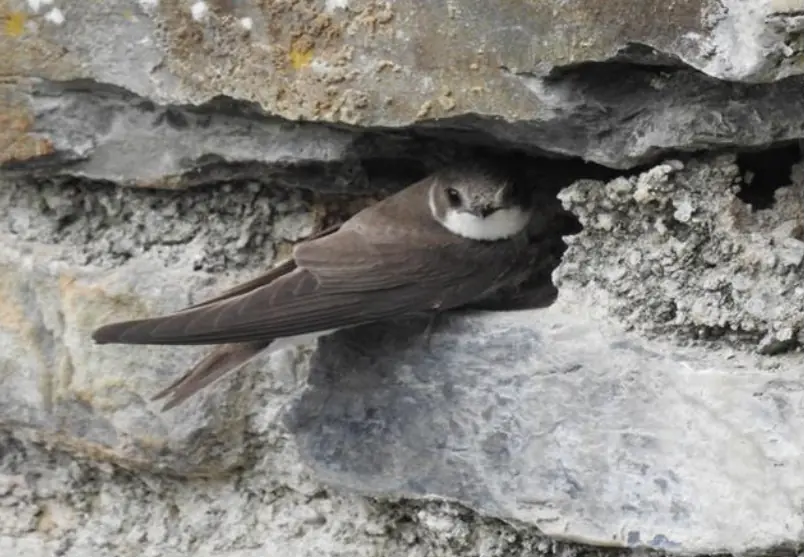 A Sand Martin at the entrance to a hole in a wall
